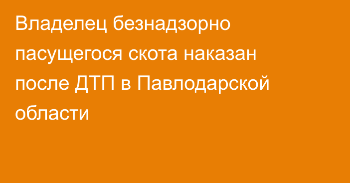 Владелец безнадзорно пасущегося скота наказан после ДТП в Павлодарской области