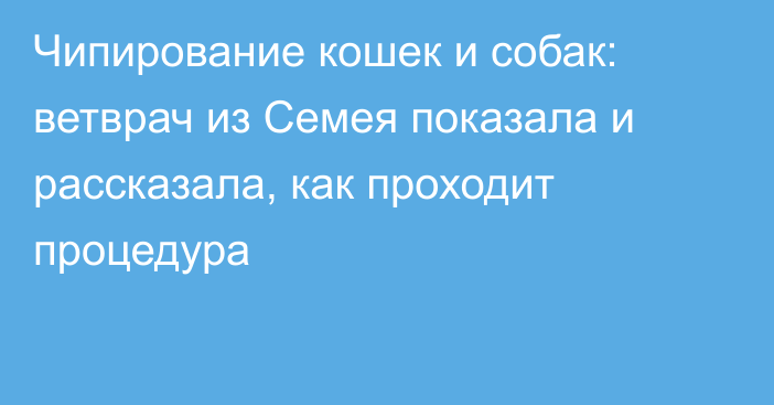 Чипирование кошек и собак: ветврач из Семея показала и рассказала, как проходит процедура