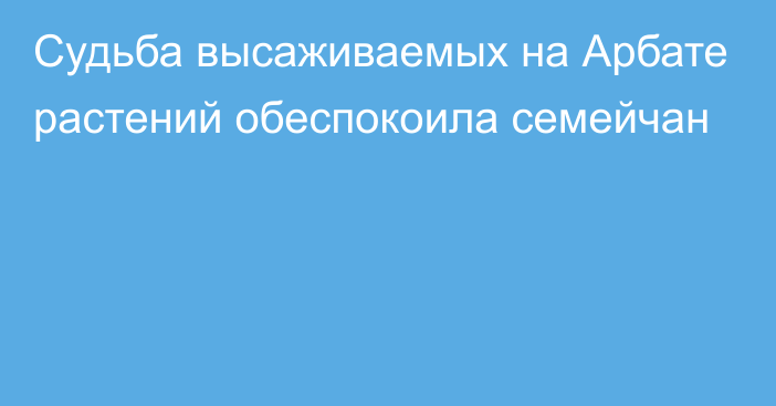 Судьба высаживаемых на Арбате растений обеспокоила семейчан