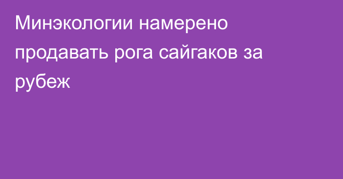 Минэкологии намерено продавать рога сайгаков за рубеж