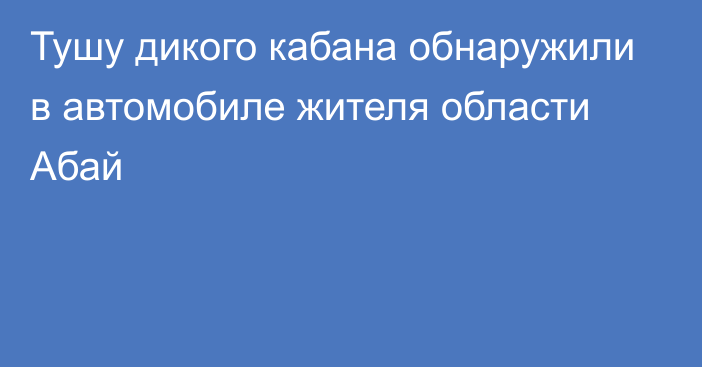 Тушу дикого кабана обнаружили в автомобиле жителя области Абай