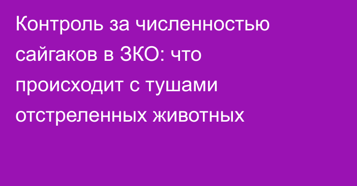 Контроль за численностью сайгаков в ЗКО: что происходит с тушами отстреленных животных