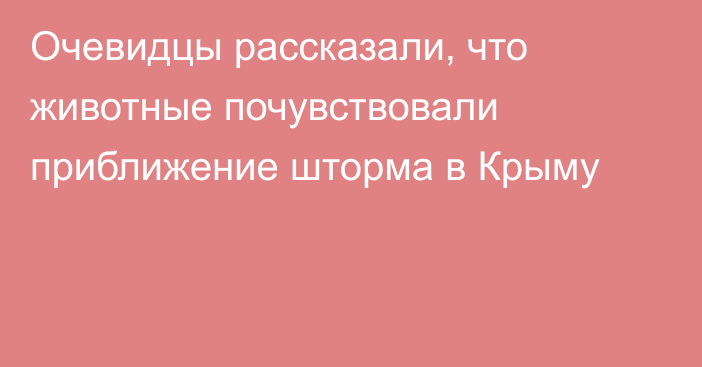 Очевидцы рассказали, что животные почувствовали приближение шторма в Крыму