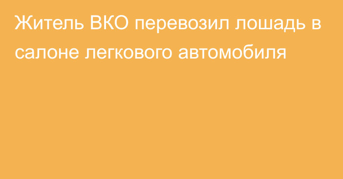 Житель ВКО перевозил лошадь в салоне легкового автомобиля