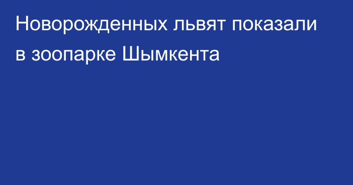 Новорожденных львят показали в зоопарке Шымкента