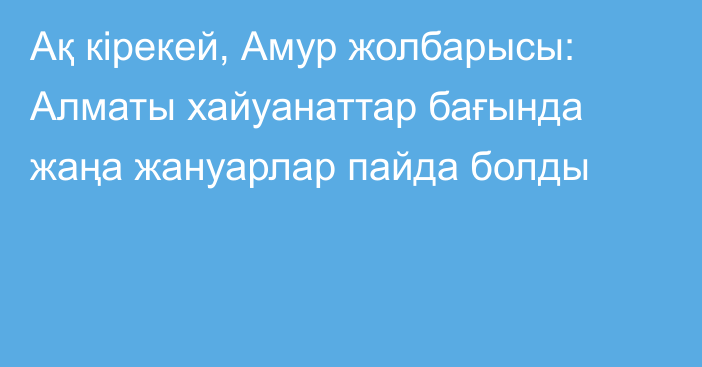 Ақ кірекей, Амур жолбарысы: Алматы хайуанаттар бағында жаңа жануарлар пайда болды