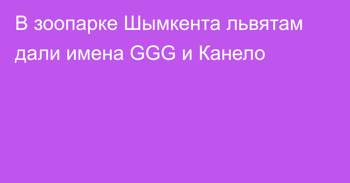 В зоопарке Шымкента львятам дали имена GGG и Канело