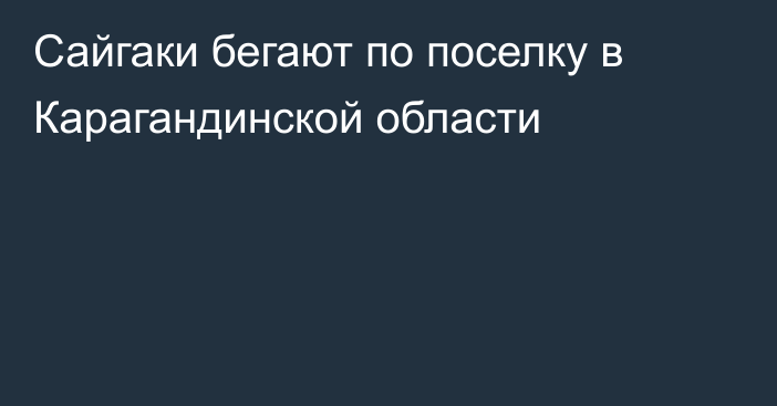 Сайгаки бегают по поселку в Карагандинской области