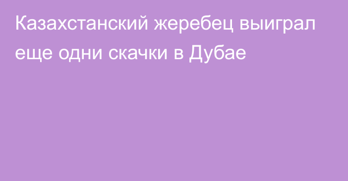 Казахстанский жеребец выиграл еще одни скачки в Дубае