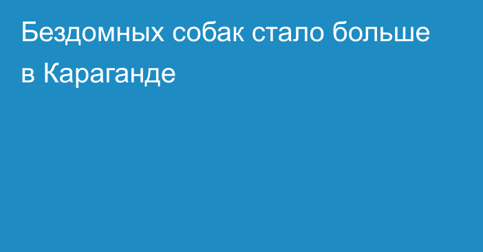 Бездомных собак стало больше в Караганде