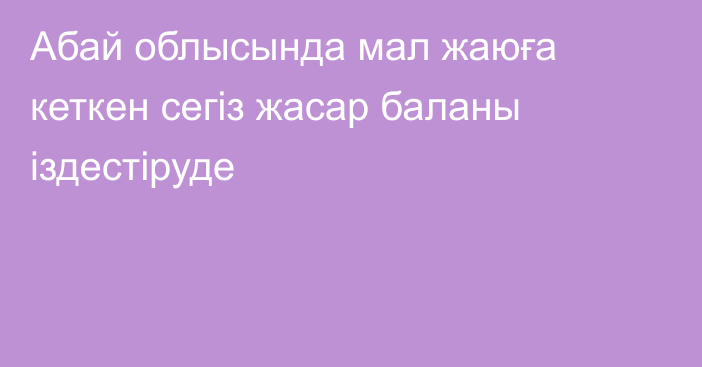 Абай облысында мал жаюға кеткен сегіз жасар баланы іздестіруде