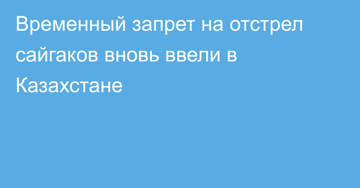 Временный запрет на отстрел сайгаков вновь ввели в Казахстане