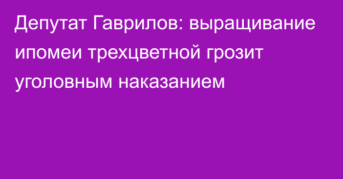 Депутат Гаврилов: выращивание ипомеи трехцветной грозит уголовным наказанием