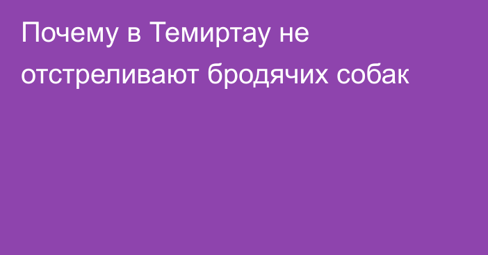 Почему в Темиртау не отстреливают бродячих собак