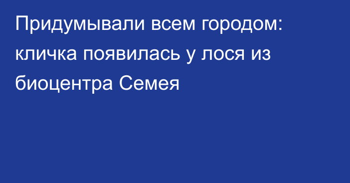 Придумывали всем городом: кличка появилась у лося из биоцентра Семея