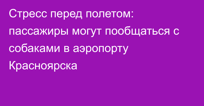 Стресс перед полетом: пассажиры могут пообщаться с собаками в аэропорту Красноярска