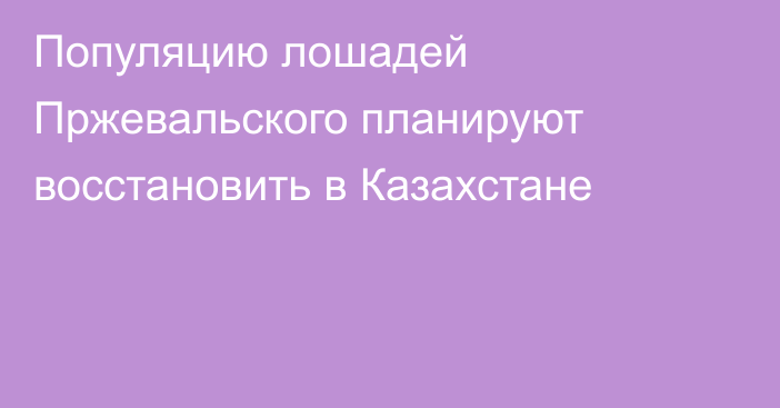 Популяцию лошадей Пржевальского планируют восстановить в Казахстане