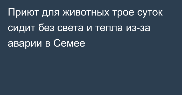 Приют для животных трое суток сидит без света и тепла из-за аварии в Семее