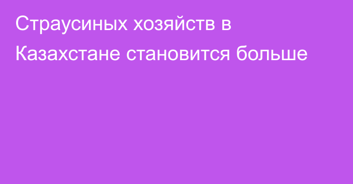 Страусиных хозяйств в Казахстане становится больше