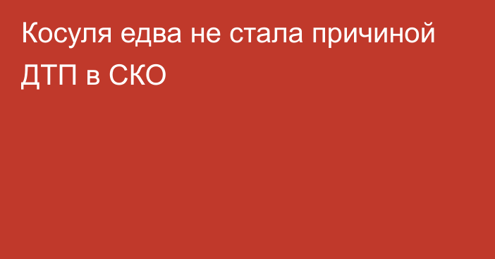 Косуля едва не стала причиной ДТП в СКО