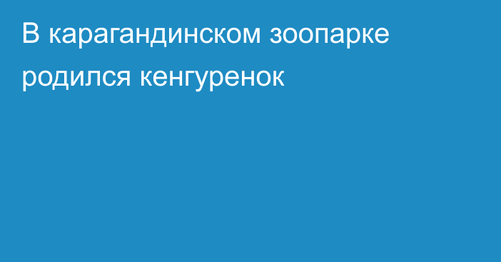 В карагандинском зоопарке родился кенгуренок