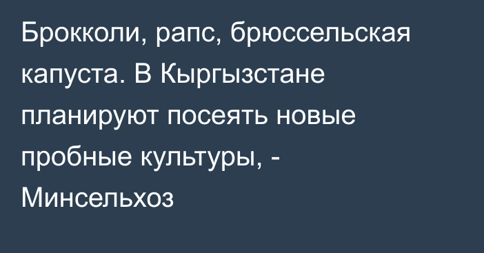 Брокколи, рапс, брюссельская капуста. В Кыргызстане планируют посеять новые пробные культуры, - Минсельхоз