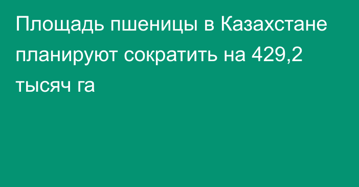 Площадь пшеницы в Казахстане планируют сократить на 429,2 тысяч га