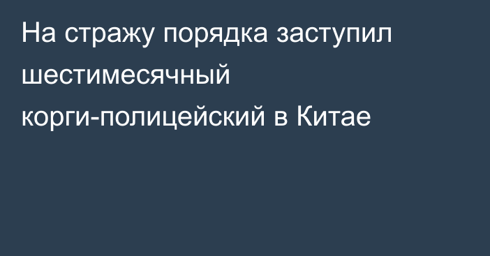 На стражу порядка заступил шестимесячный корги-полицейский в Китае