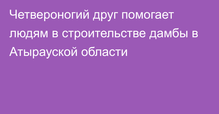 Четвероногий друг помогает людям в строительстве дамбы в Атырауской области