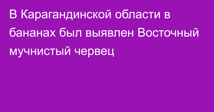 В ​Карагандинской области в бананах был выявлен Восточный мучнистый червец