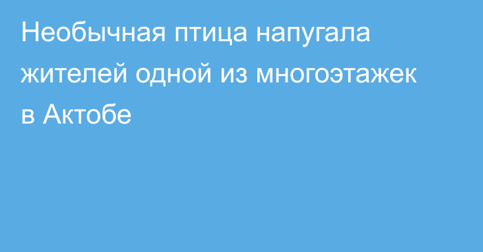 Необычная птица напугала жителей одной из многоэтажек в Актобе