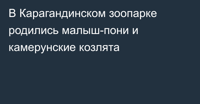 В Карагандинском зоопарке родились малыш-пони и камерунские козлята