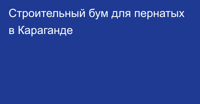 Строительный бум для пернатых в Караганде