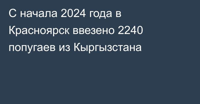 С начала 2024 года в Красноярск ввезено 2240 попугаев из Кыргызстана