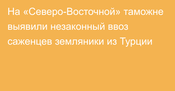 На «Северо-Восточной» таможне выявили незаконный ввоз саженцев земляники из Турции