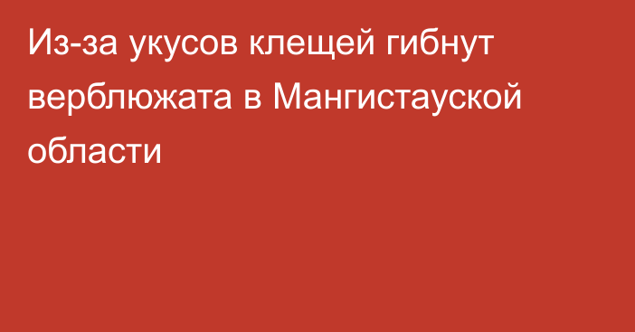 Из-за укусов клещей гибнут верблюжата в Мангистауской области