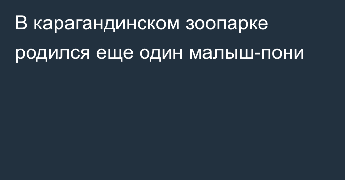 В карагандинском зоопарке родился еще один малыш-пони