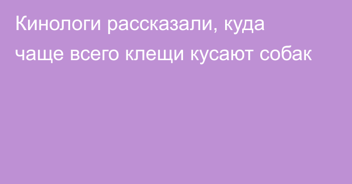 Кинологи рассказали, куда чаще всего клещи кусают собак