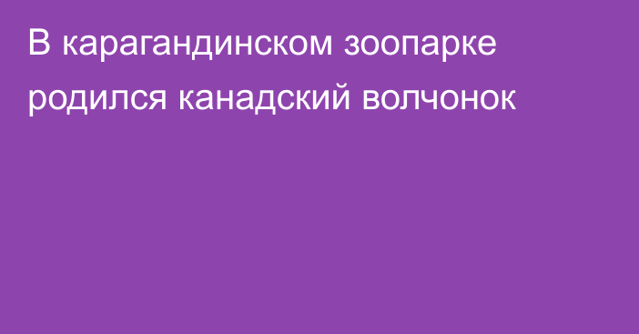 В карагандинском зоопарке родился канадский волчонок