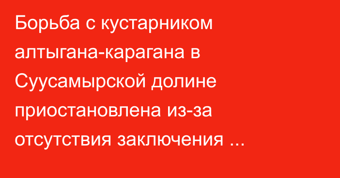 Борьба с кустарником алтыгана-карагана в Суусамырской долине приостановлена из-за отсутствия  заключения Академии наук, - Минсельхоз