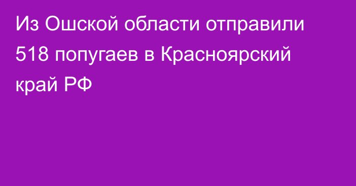 Из Ошской области отправили 518 попугаев в Красноярский край РФ