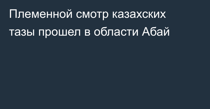 Племенной смотр казахских тазы прошел в области Абай