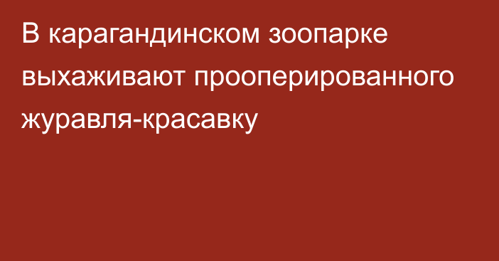 В карагандинском зоопарке выхаживают прооперированного журавля-красавку