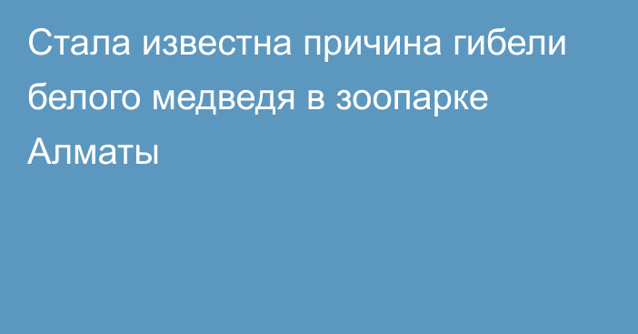 Стала известна причина гибели белого медведя в зоопарке Алматы