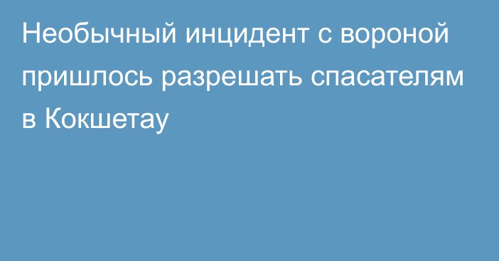 Необычный инцидент с вороной пришлось разрешать спасателям в Кокшетау