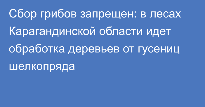 Сбор грибов запрещен: в лесах Карагандинской области идет обработка деревьев от гусениц шелкопряда