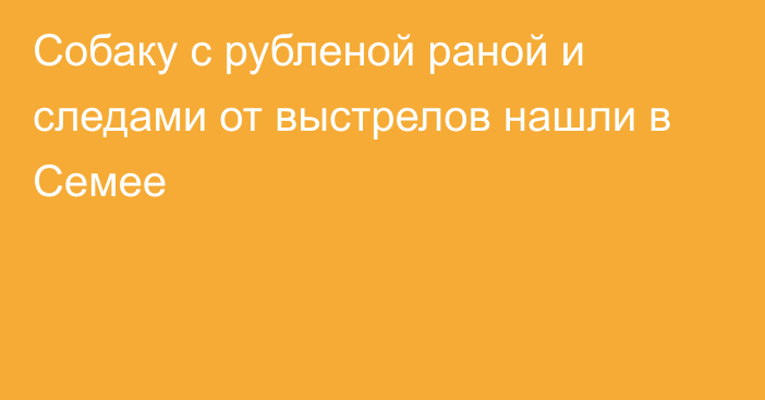 Собаку с рубленой раной и следами от выстрелов нашли в Семее