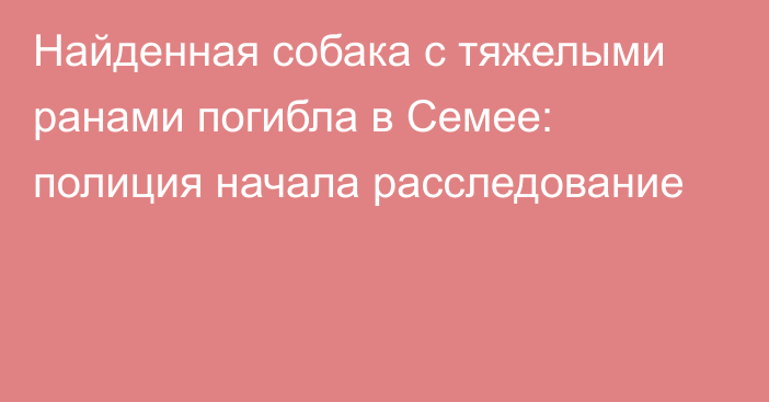 Найденная собака с тяжелыми ранами погибла в Семее: полиция начала расследование