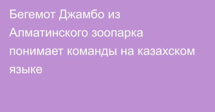 Бегемот Джамбо из Алматинского зоопарка понимает команды на казахском языке