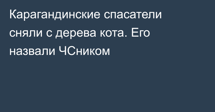 Карагандинские спасатели сняли с дерева кота. Его назвали ЧСником